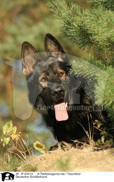 Deutscher Schferhund / German Shepherd / IF-03412