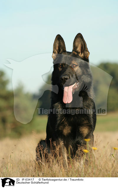 Deutscher Schferhund / German Shepherd / IF-03417