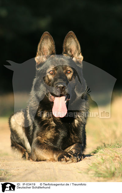 Deutscher Schferhund / German Shepherd / IF-03419