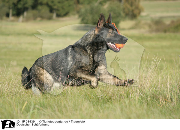 Deutscher Schferhund / German Shepherd / IF-03439