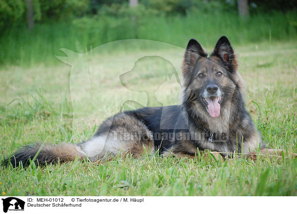 Deutscher Schferhund / German Shepherd / MEH-01012