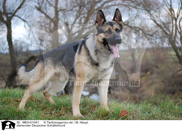 stehender Deutscher Schferhund / standing German Shepherd / MEH-01061