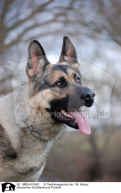 Deutscher Schferhund Portrait / German Shepherd portrait / MEH-01062