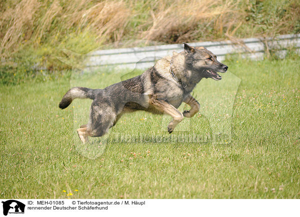 rennender Deutscher Schferhund / running German Shepherd / MEH-01085