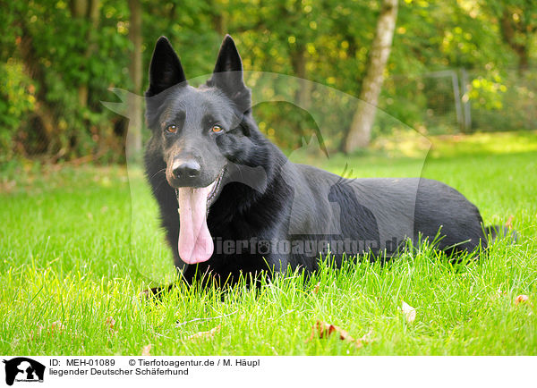 liegender Deutscher Schferhund / lying German Shepherd / MEH-01089