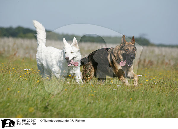 Schferhunde / RR-22547