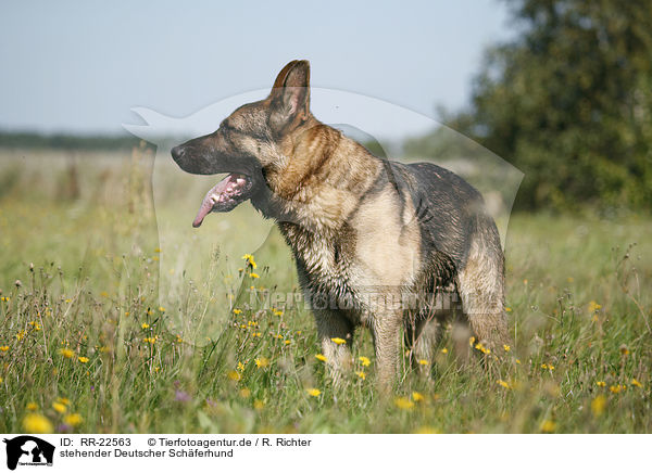 stehender Deutscher Schferhund / standing German Shepherd / RR-22563