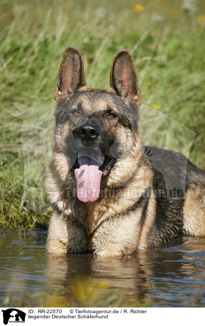 liegender Deutscher Sch�ferhund / lying German Shepherd / RR-22570