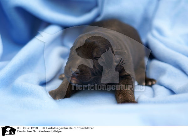 Deutscher Schferhund Welpe / German Shepherd puppy / BS-01219