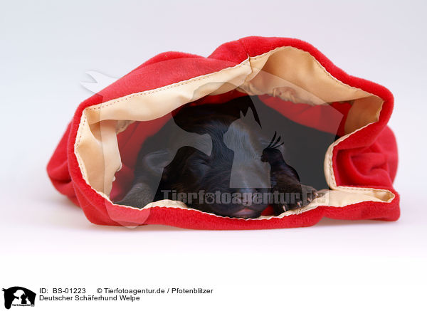 Deutscher Schferhund Welpe / German Shepherd puppy / BS-01223
