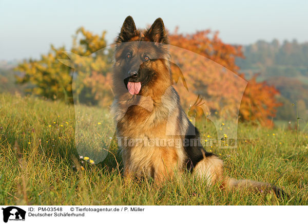 Deutscher Schferhund / German Shepherd / PM-03548