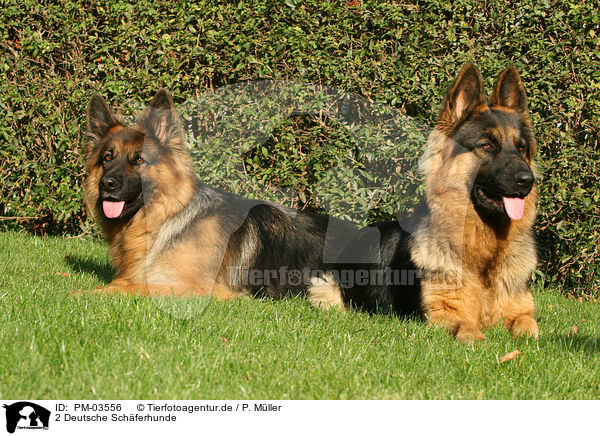 2 Deutsche Schferhunde / 2 German Shepherds / PM-03556
