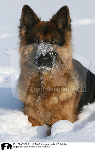 liegender Deutscher Schferhund / PM-03565