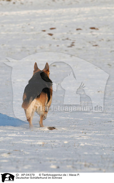 Deutscher Schferhund im Schnee / German Shepherd in snow / AP-04379