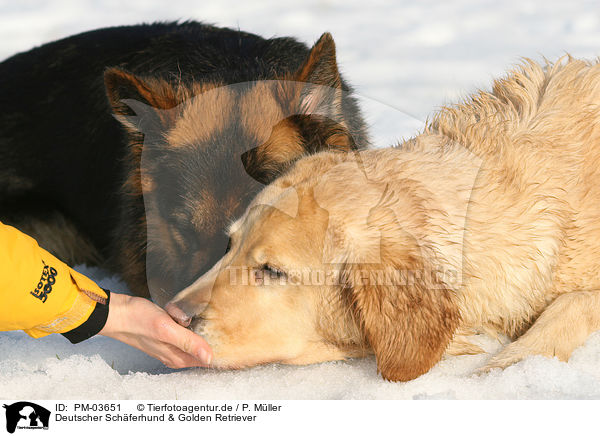 Deutscher Schferhund & Golden Retriever / PM-03651