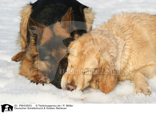 Deutscher Schferhund & Golden Retriever / PM-03653