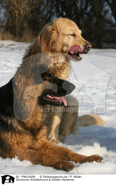 Deutscher Schferhund & Golden Retriever / PM-03656