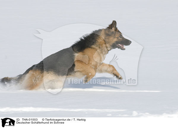 Deutscher Schferhund im Schnee / German Shepherd in snow / THA-01003