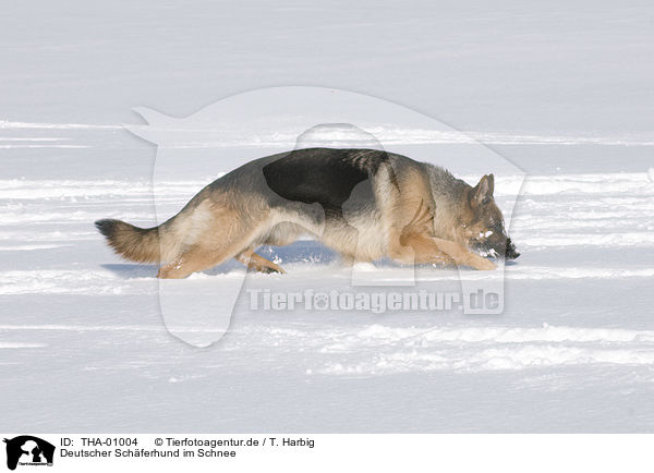 Deutscher Schferhund im Schnee / German Shepherd in snow / THA-01004
