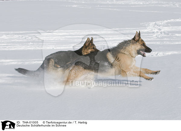 Deutsche Sch�ferhunde im Schnee / German Shepherds in snow / THA-01005