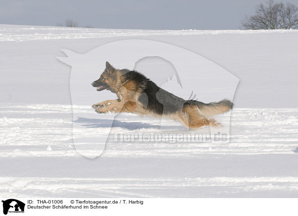 Deutscher Schferhund im Schnee / German Shepherd in snow / THA-01006