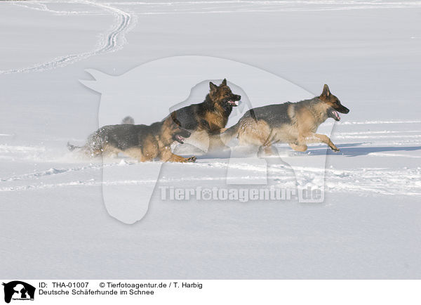 Deutsche Schferhunde im Schnee / THA-01007