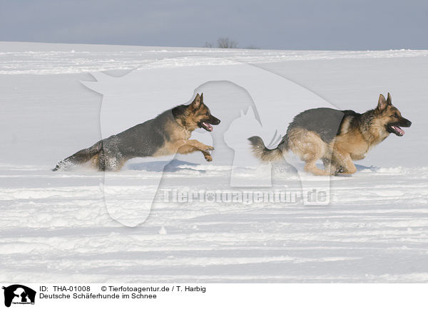 Deutsche Schferhunde im Schnee / THA-01008