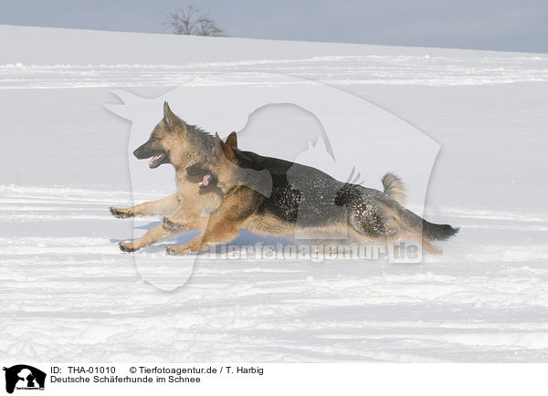 Deutsche Schferhunde im Schnee / THA-01010