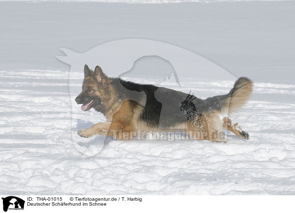 Deutscher Schferhund im Schnee / German Shepherd in snow / THA-01015