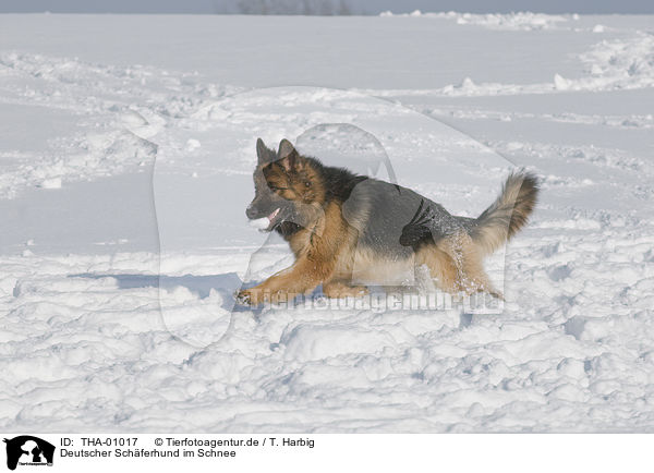 Deutscher Schferhund im Schnee / German Shepherd in snow / THA-01017