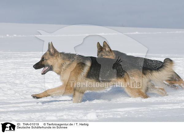 Deutsche Schferhunde im Schnee / German Shepherds in snow / THA-01019