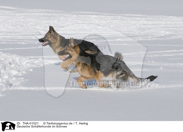 Deutsche Schferhunde im Schnee / THA-01021