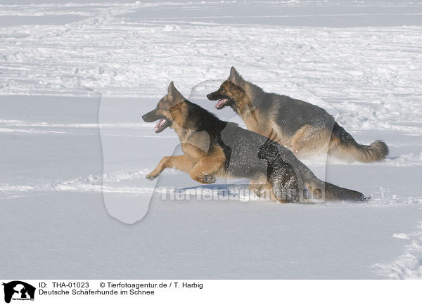 Deutsche Schferhunde im Schnee / German Shepherds in snow / THA-01023
