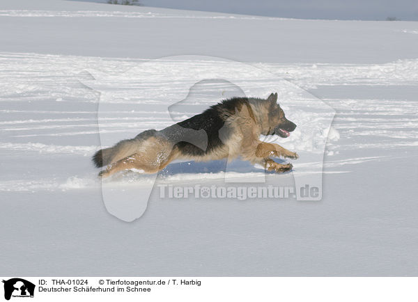 Deutscher Schferhund im Schnee / German Shepherd in snow / THA-01024