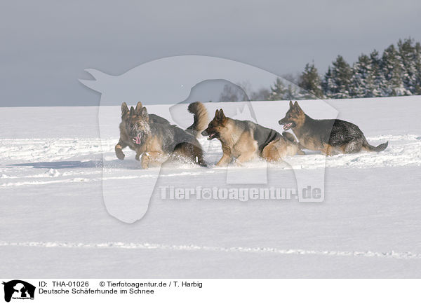 Deutsche Schferhunde im Schnee / German Shepherds in snow / THA-01026