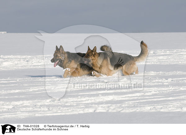 Deutsche Schferhunde im Schnee / German Shepherds in snow / THA-01028