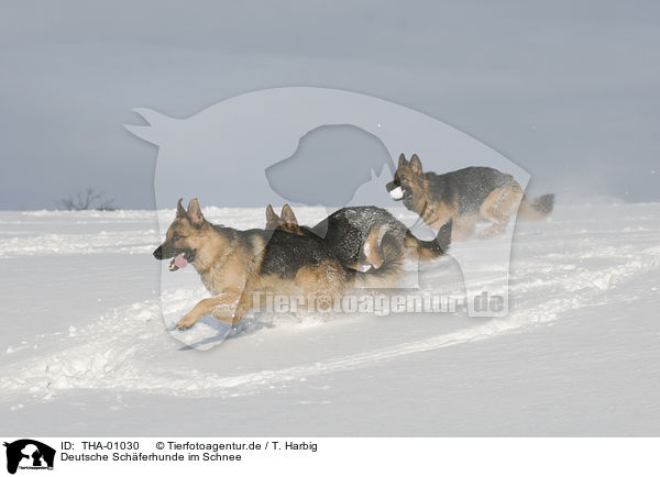 Deutsche Sch�ferhunde im Schnee / German Shepherds in snow / THA-01030