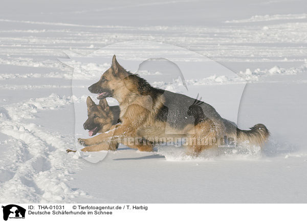 Deutsche Schferhunde im Schnee / German Shepherds in snow / THA-01031