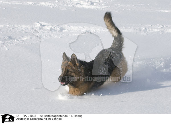 Deutscher Schferhund im Schnee / German Shepherd in snow / THA-01033