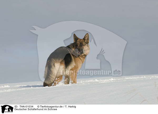 Deutscher Schferhund im Schnee / German Shepherd in snow / THA-01034