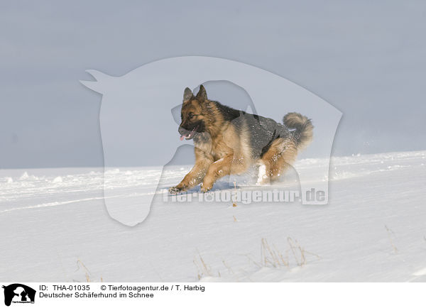 Deutscher Schferhund im Schnee / German Shepherd in snow / THA-01035