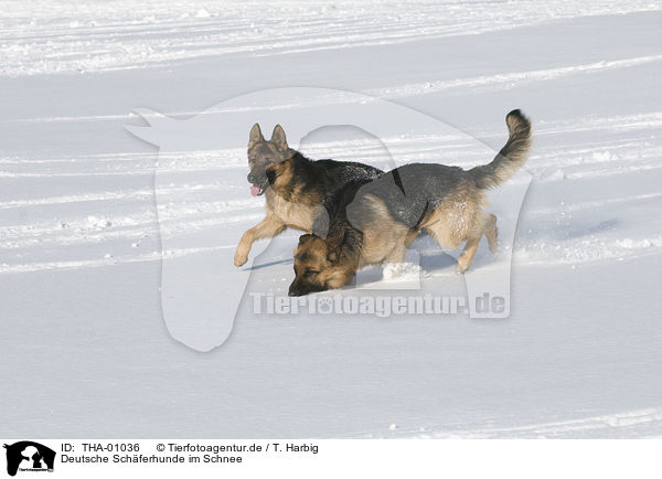 Deutsche Schferhunde im Schnee / German Shepherds in snow / THA-01036