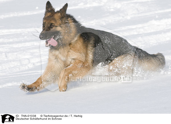 Deutscher Schferhund im Schnee / German Shepherd in snow / THA-01038