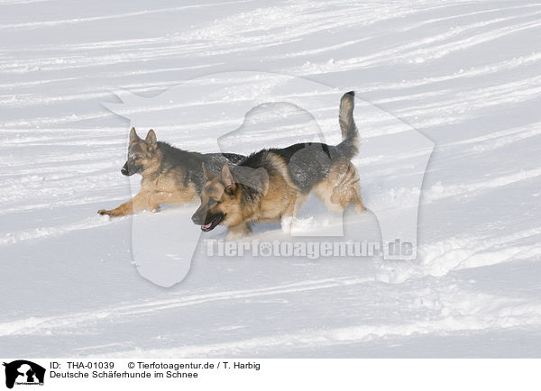 Deutsche Schferhunde im Schnee / German Shepherds in snow / THA-01039