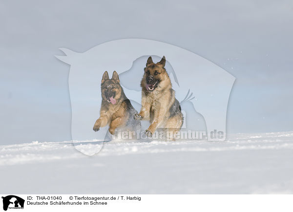 Deutsche Schferhunde im Schnee / German Shepherds in snow / THA-01040