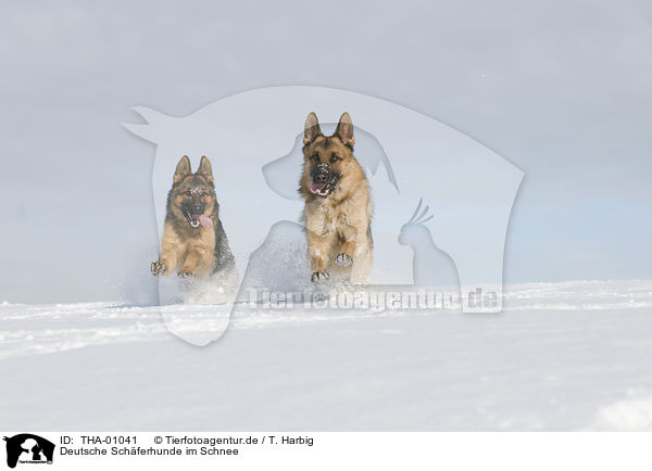 Deutsche Schferhunde im Schnee / German Shepherds in snow / THA-01041