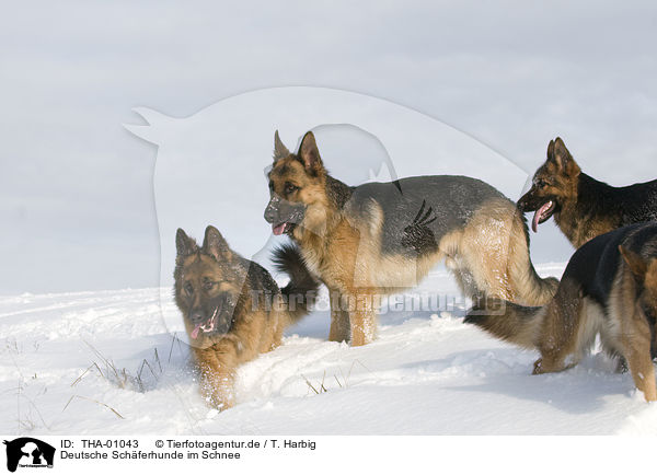 Deutsche Schferhunde im Schnee / German Shepherds in snow / THA-01043