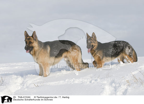 Deutsche Schferhunde im Schnee / German Shepherds in snow / THA-01044