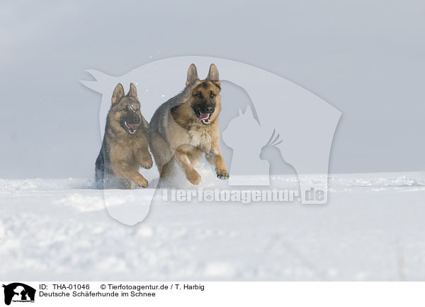 Deutsche Schferhunde im Schnee / German Shepherds in snow / THA-01046