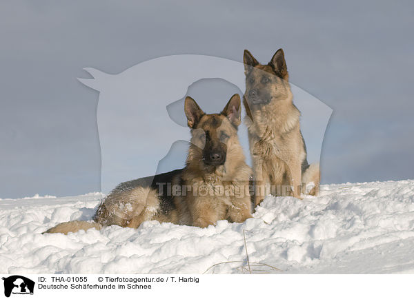 Deutsche Schferhunde im Schnee / German Shepherds in snow / THA-01055